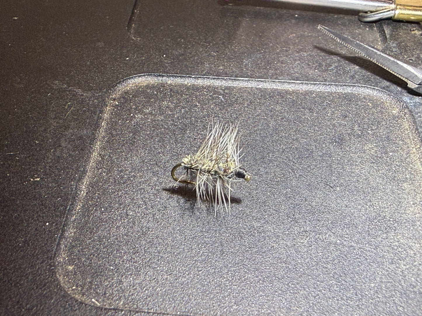 Griffiths gnat